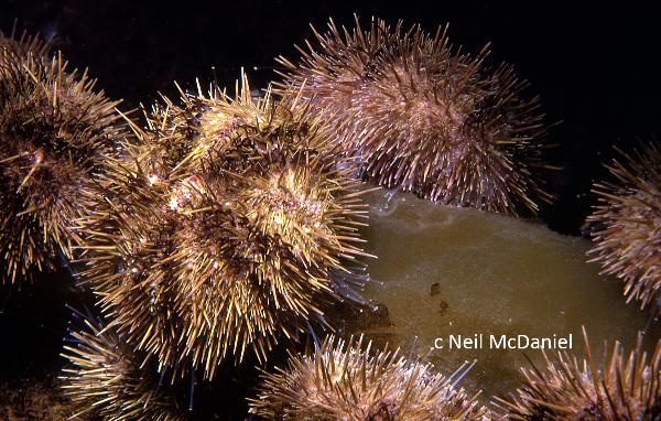 Photo of Strongylocentrotus droebachiensis by <a href="http://www.seastarsofthepacificnorthwest.info/">Neil McDaniel</a>